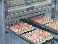 Яйцо пищевое столовое