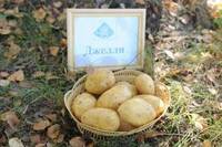 Картофель свежий продовольственный