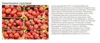 Свежие ягоды земляники садовой