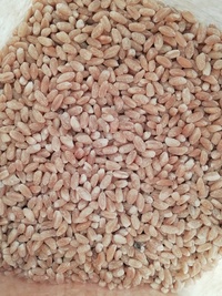 Крупа из полбы цельная, шлифованная