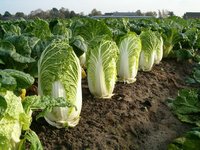 Капуста Пекинская