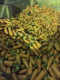 Морковь лом, мытая на переработку