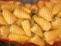 Перец сладкий (болгарский)