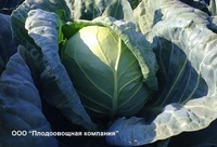 Свежая белокачанная капуста