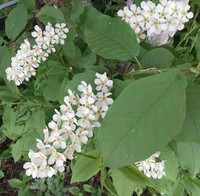 Цветы черёмухи. Увлажнение кожи лица....
