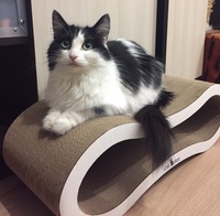 Когтеточка из картона Lonty