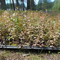 Саженцы голубики 10-15 см в кассетах,...