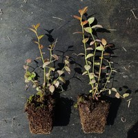 Саженцы голубики 10-15 см в кассетах,...