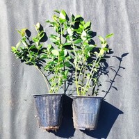 Саженцы голубики 30-50 см оптом