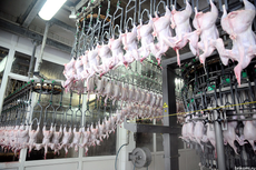 Елена Убой и переработка птицы